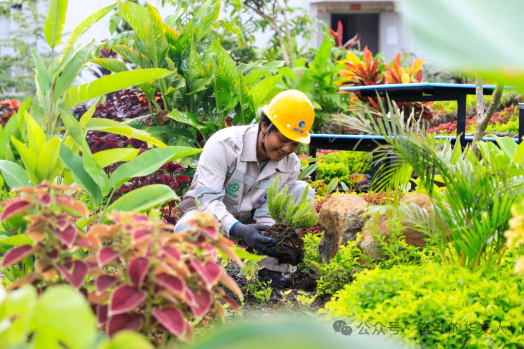 Huayou Cobalt's Mangrove Conservation in Indonesia: ESG Practices and a Path to Ecological Synergy-News Releases-Huayou New Energy Technology (Quzhou) Co., Ltd.